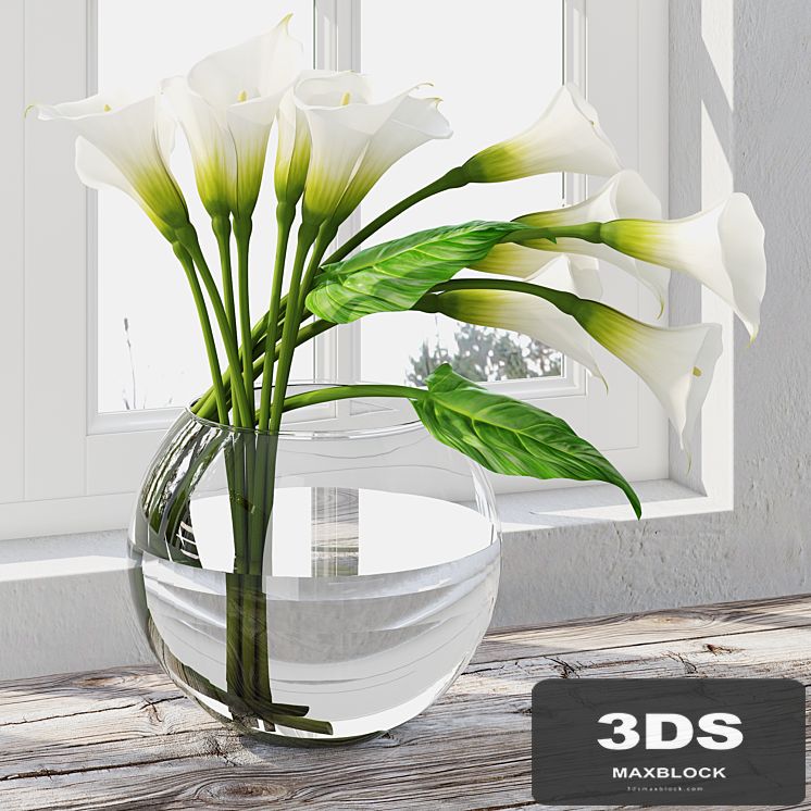 Calla Lily 7