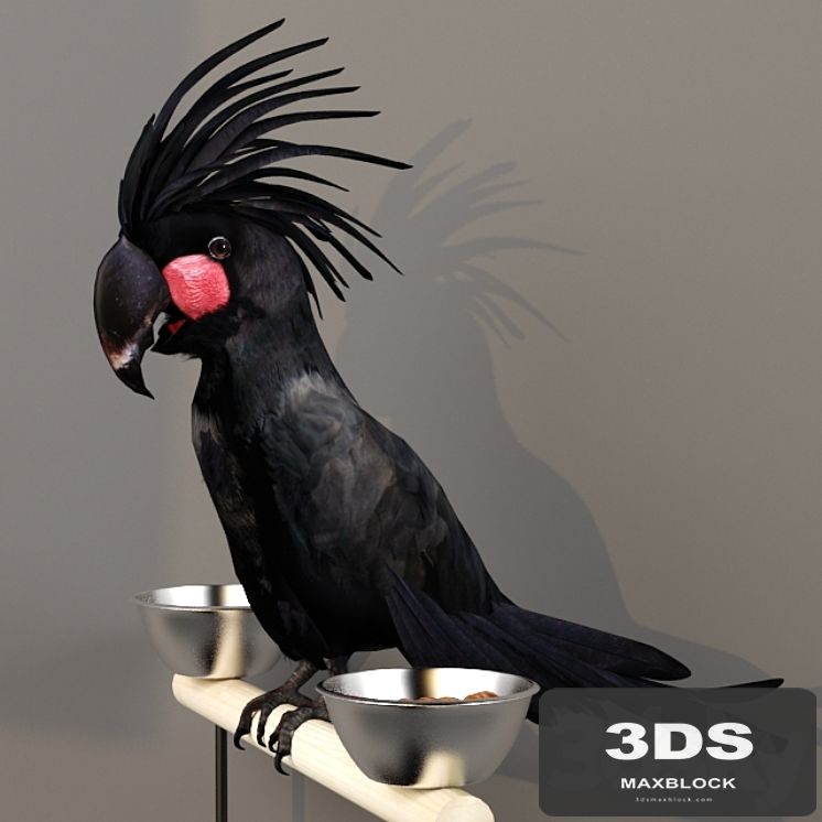 Black Cockatoo. Probosciger aterrimus