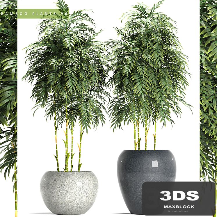 BAMBOO PLANTS 96