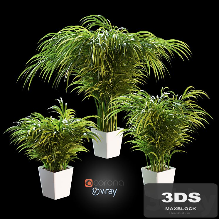Palm tree in a pot. 3 models