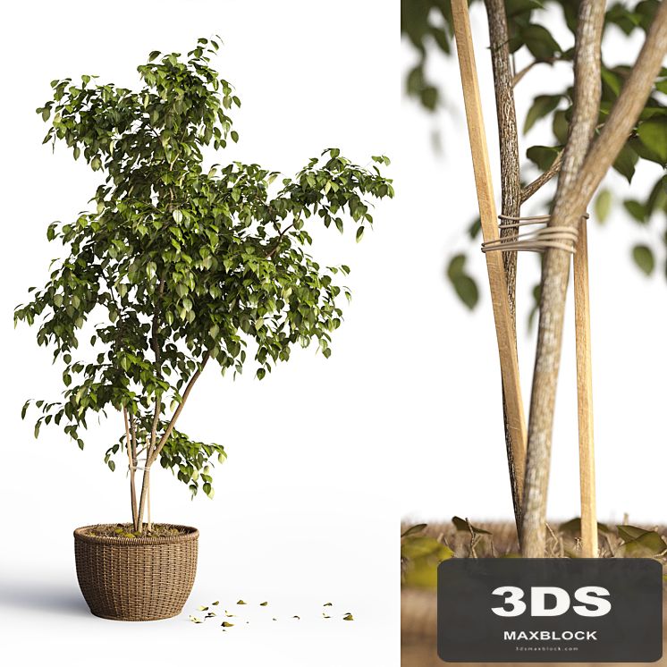Benjamin_plant