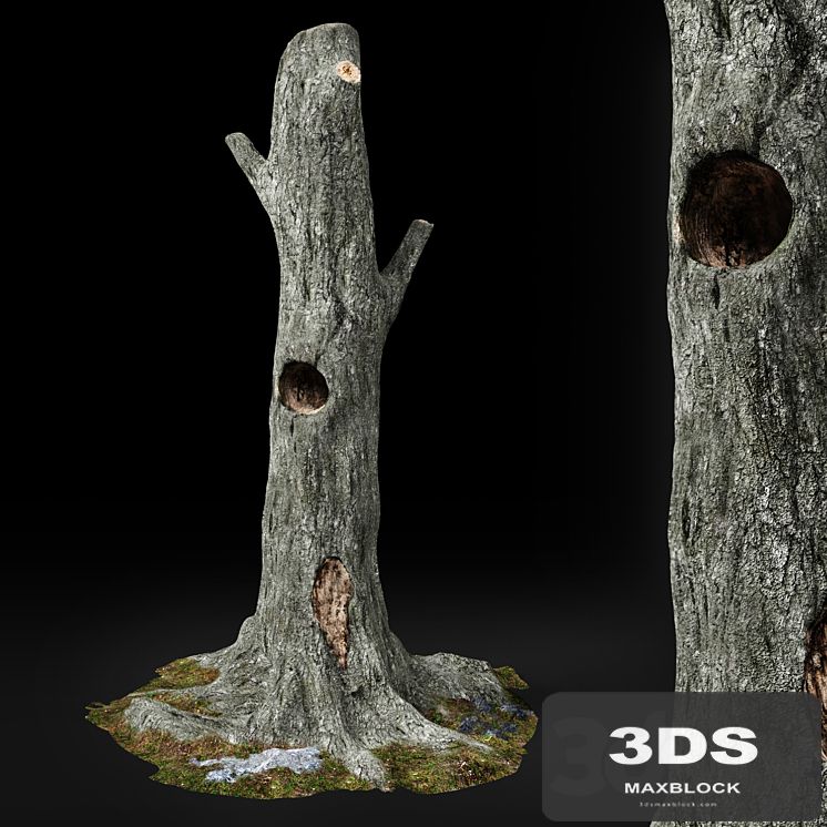 Dead tree Chestnut