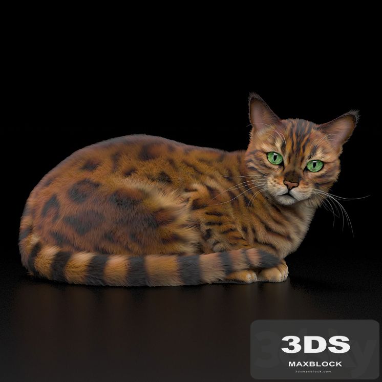 BENGAL CAT