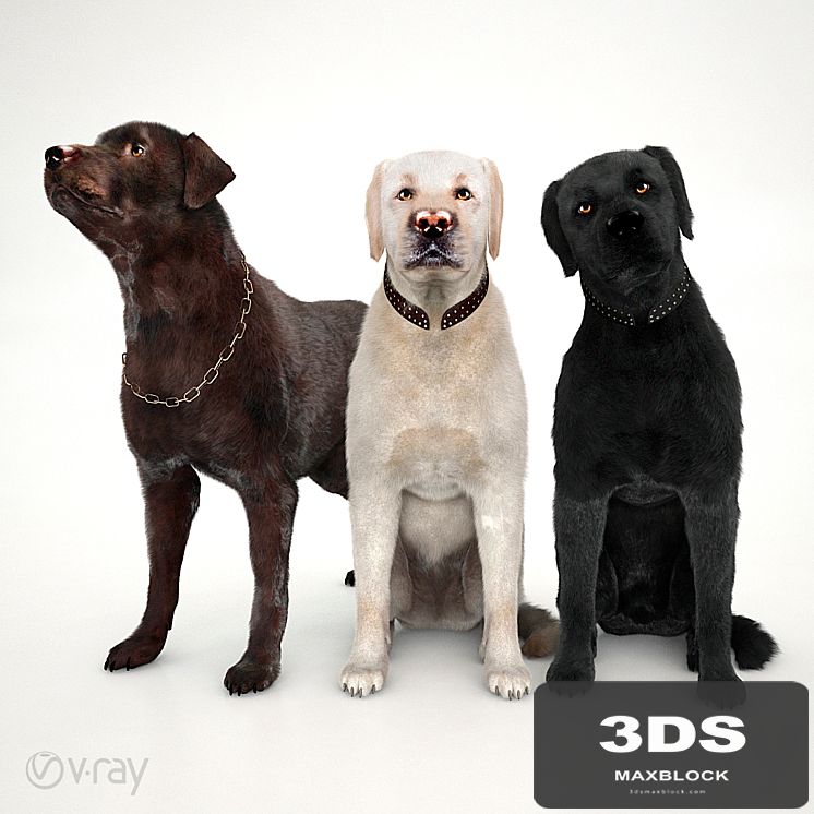 Labradors