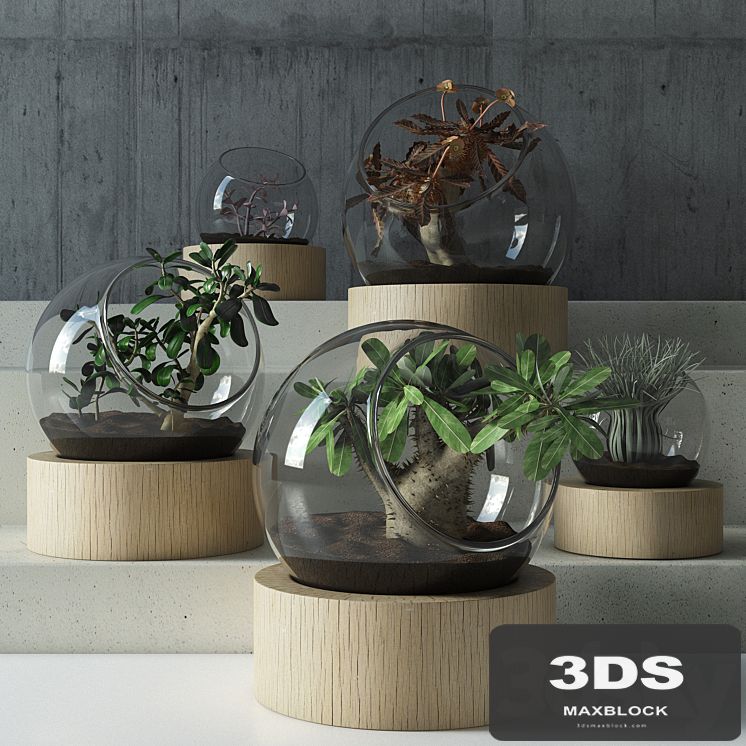 plant in glass