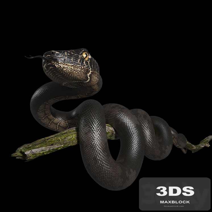 Snake