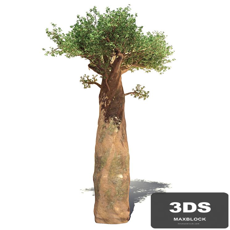 madagaskar baobab