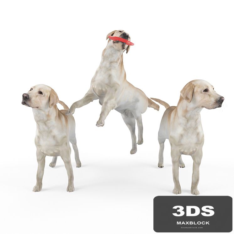 Labrador Shelby 3 variations