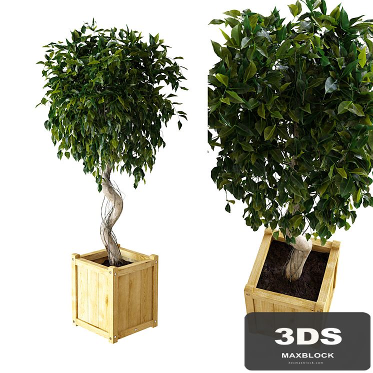 Ficus \ Benjamina