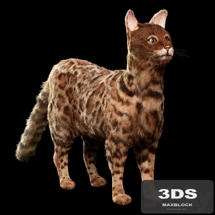 Bengal cat