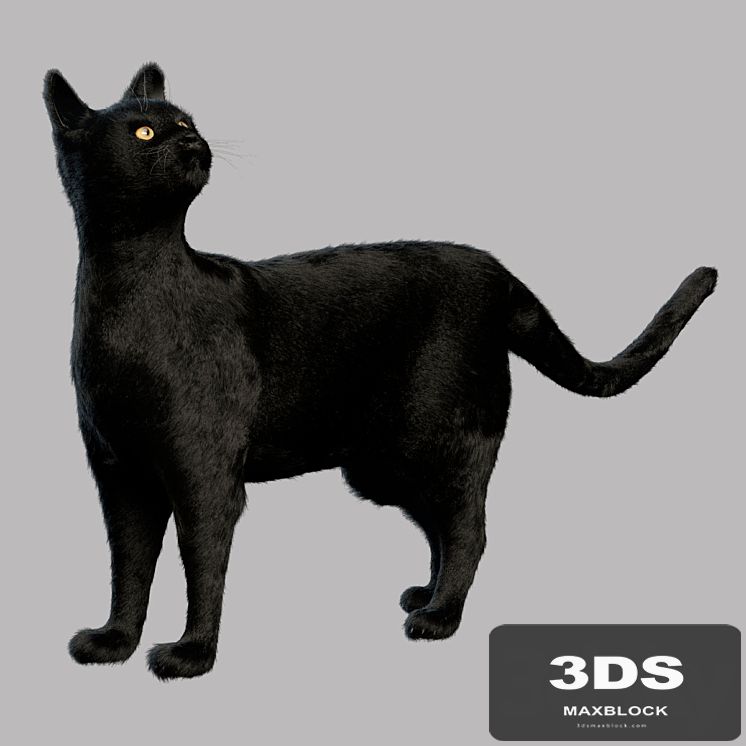 Black Cat