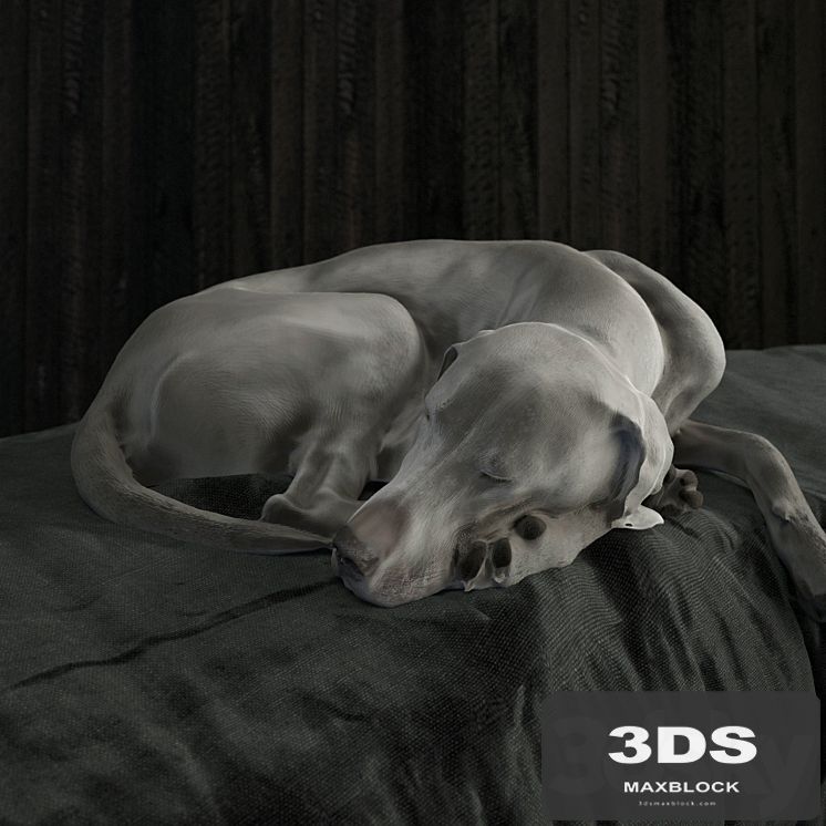 Weimaraner