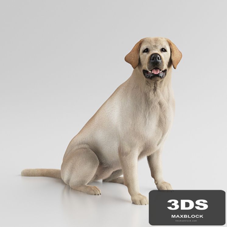 Labrador Retriever