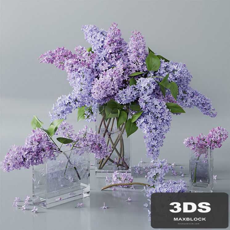 lilac 4