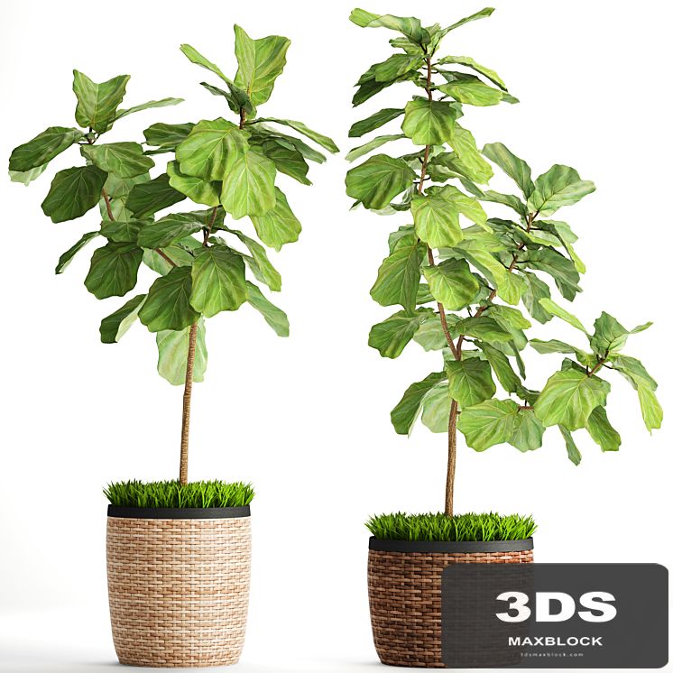 The ficus is lyrate. Collection. 2. basket, rattan, tree, ficus lyrata, interior, decorative