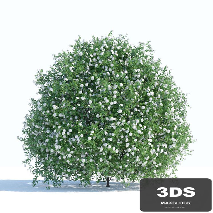 Spiraea shrub 1