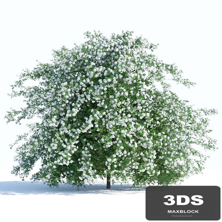 Spiraea shrub 2