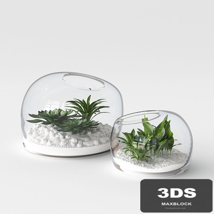 Organic Form Terrariums