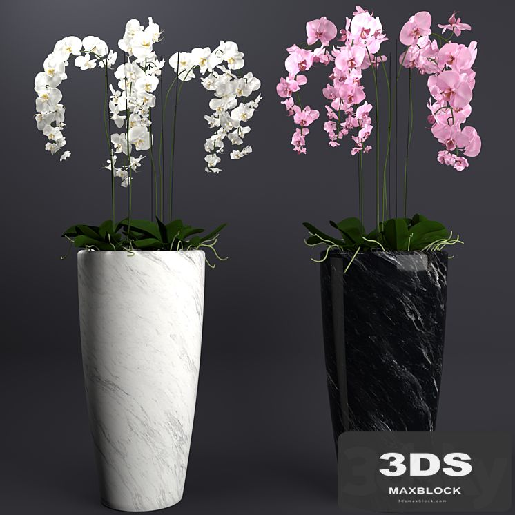 Orchid 4