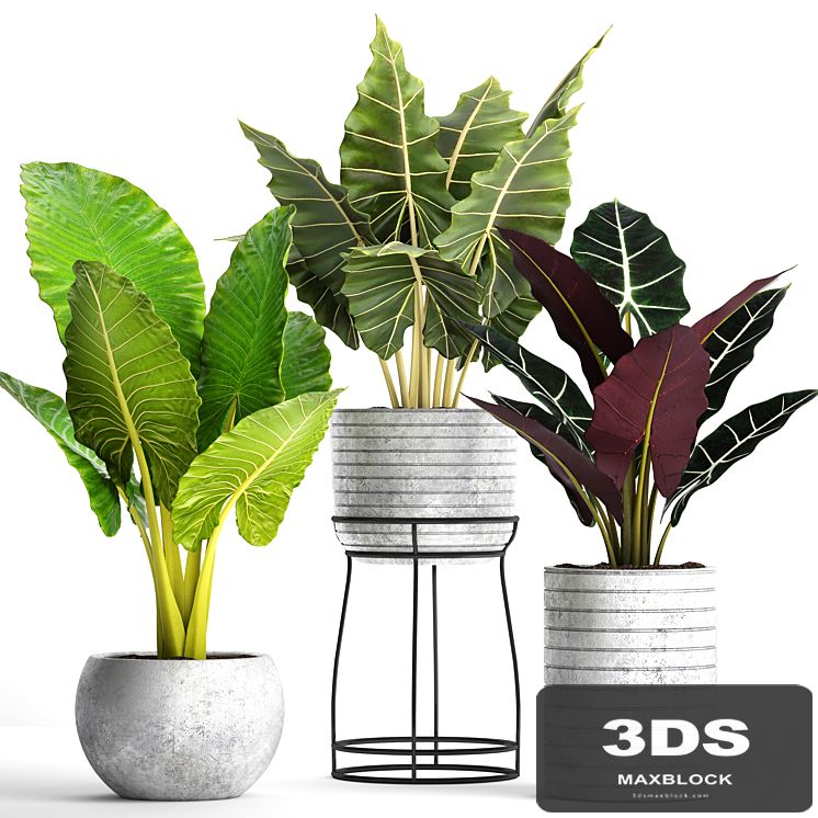 Collection of plants in pots 33. alocasia, concrete pot, flowerpot, small plants, flowers, flower stand, exotic