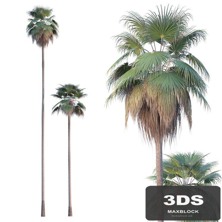 Palm Tree - Washingtonia robusta