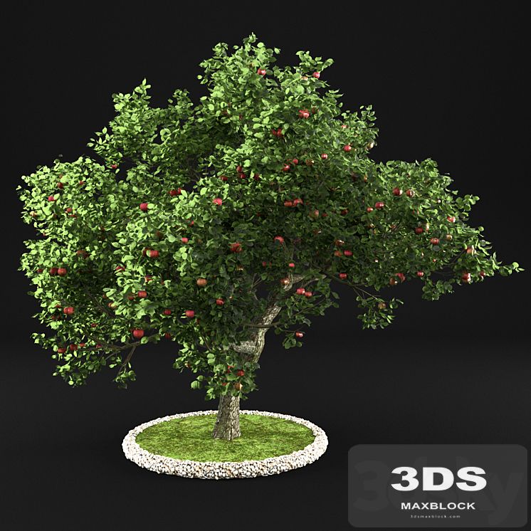 Apple Tree