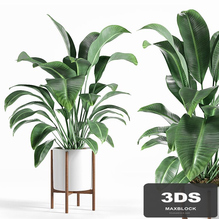 Pot plant