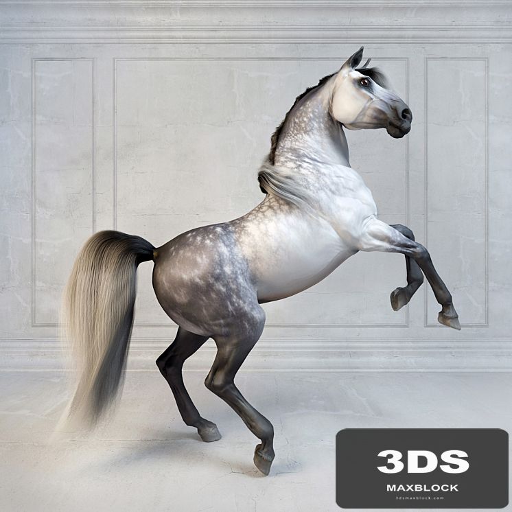 Andalusian Stallion. The Spanish horse.