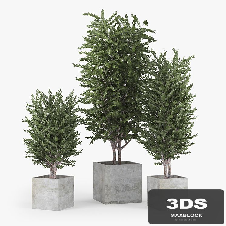 Eucalyptus