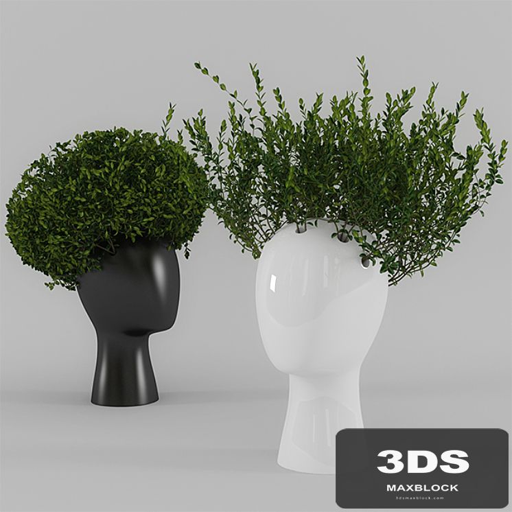 Wig vase with boxwood (part 1)