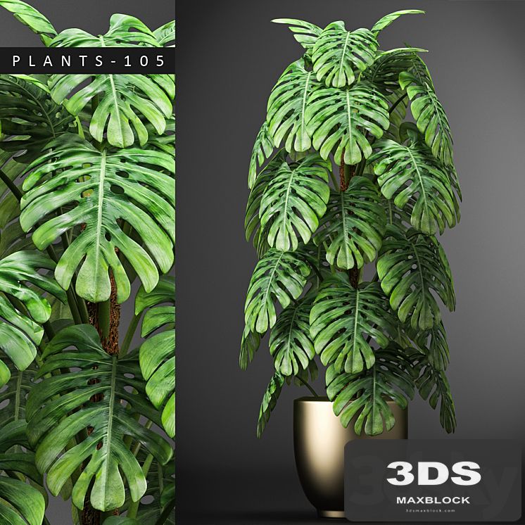PLANTS 105