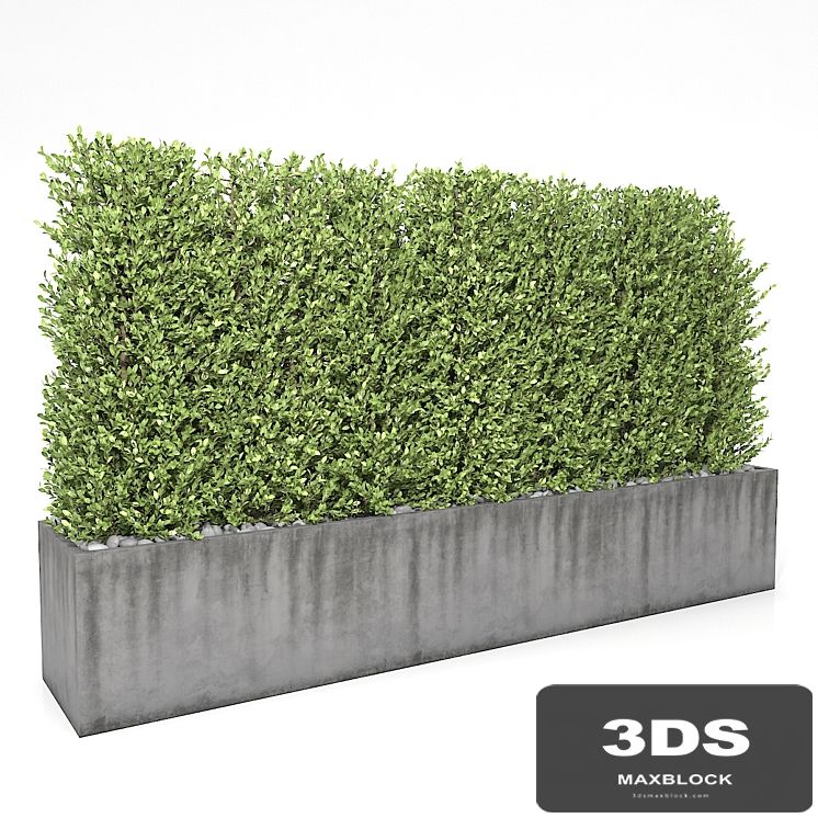 Boxwood - hedge