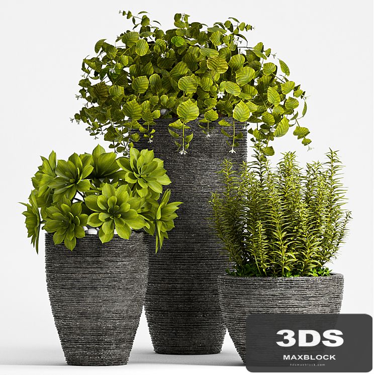 PLANT SET - 75