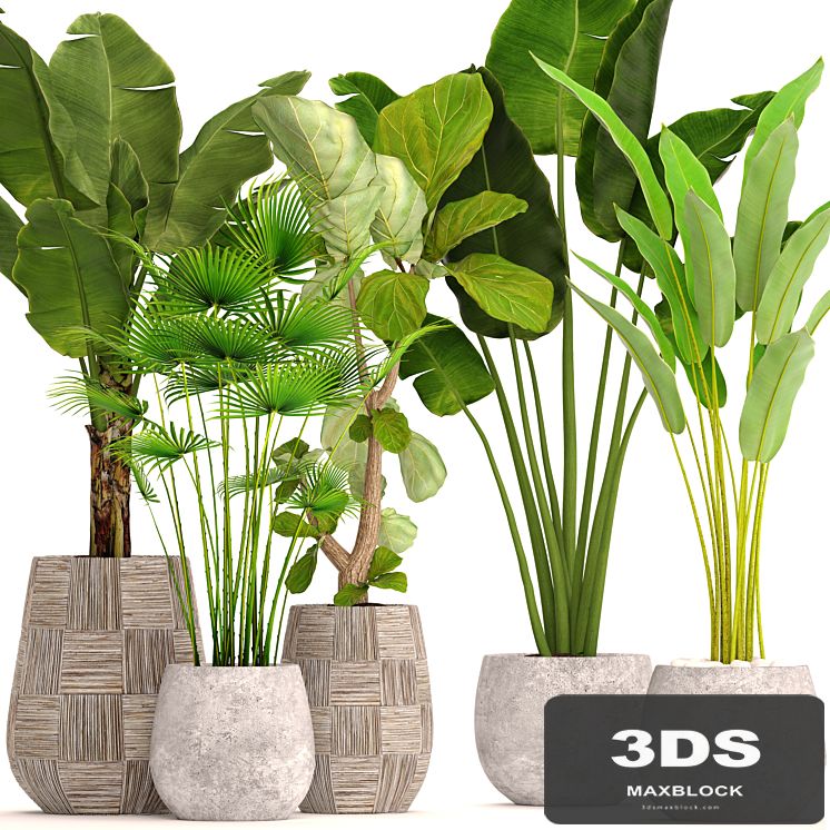 Collection of plants in pots 41. concrete pot, flowerpot, bush, banana palm, ficus lyrata, fan palm, strelitzia