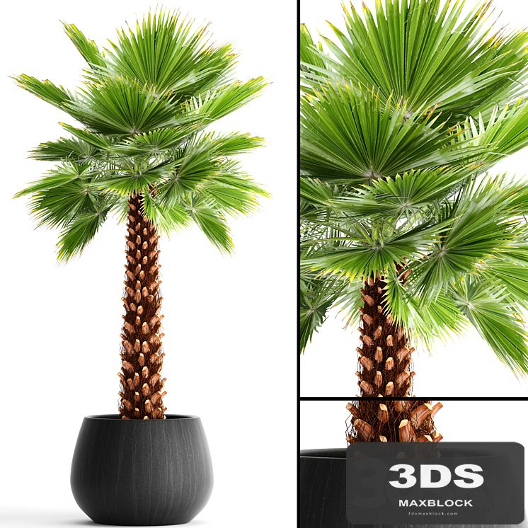 Fan palm "Yalta", outdoor, decorative, pot, flowerpot, interior