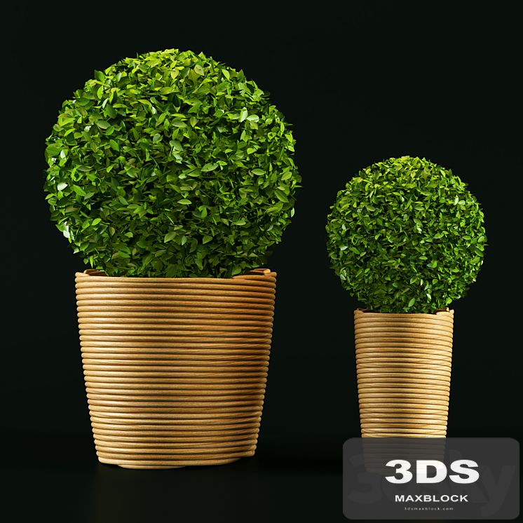 Plant
