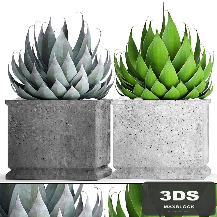 A collection of plants in pots. Agave, flower, pot, outdoor, concrete flowerpot