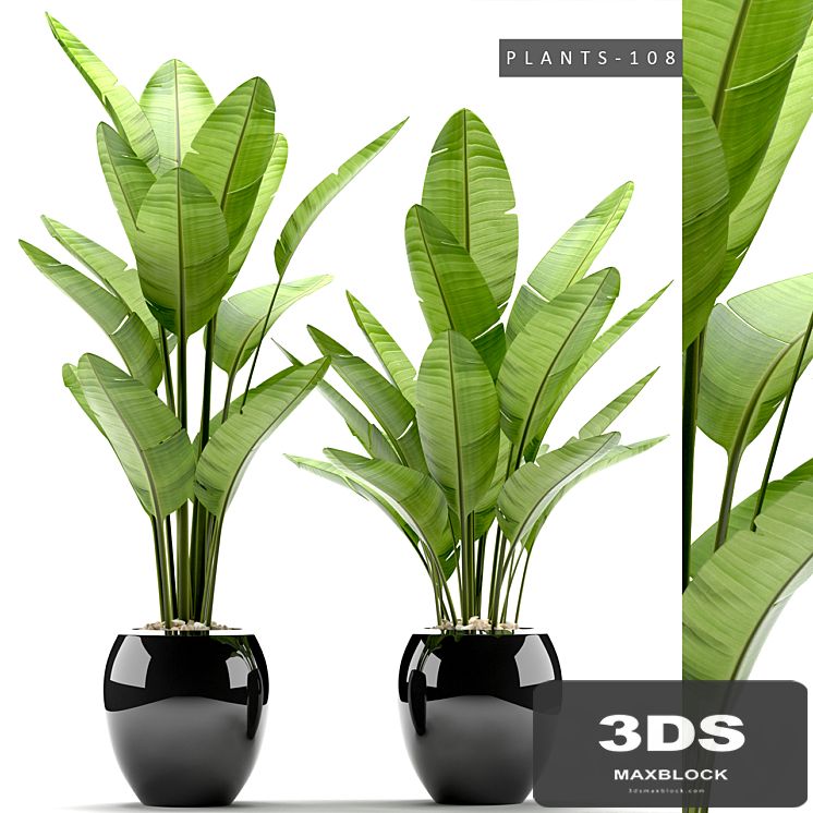 PLANTS 108