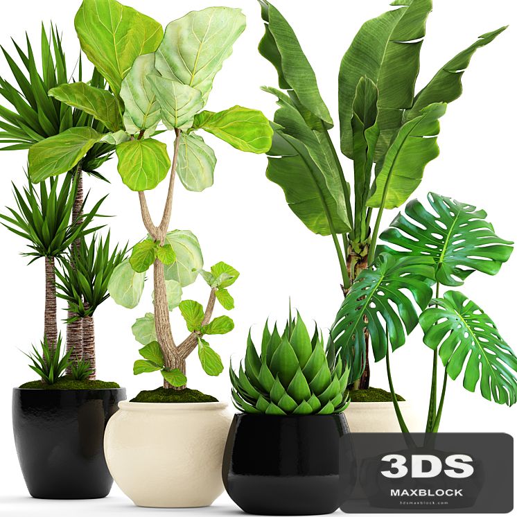 A collection of plants in pots. 45. Banana palm, Lyre ficus, Agave, Yucca, Monstera, ornamental plants, flowerpot, pot, flower
