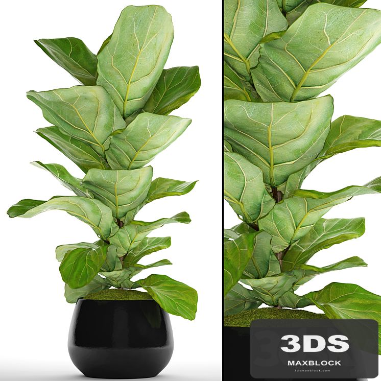 The ficus is lyrate. 13. ficus lyrata, flower, bush, pot, flowerpot
