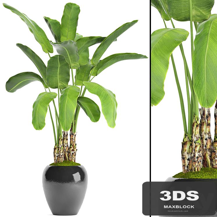 Banana palm in the pot 5. Strelitzia, bush, flowerpot, flower