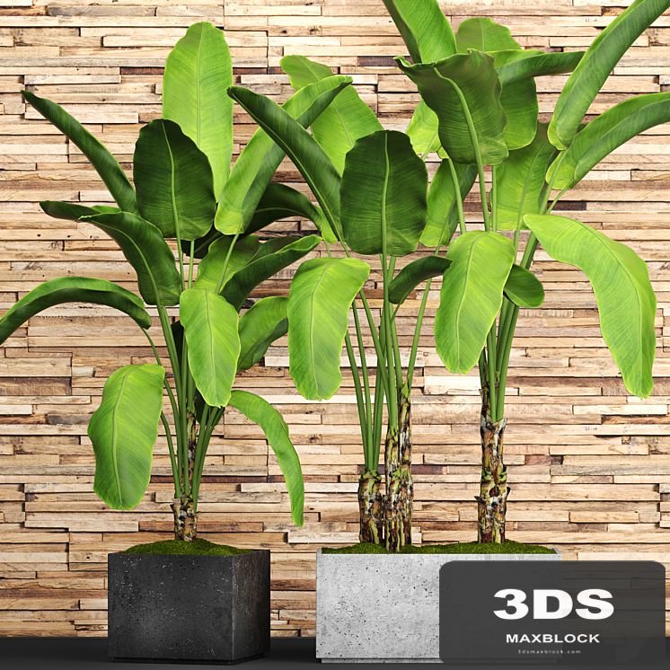 A collection of plants in pots. 46. Banana palm, strelitzia, bush, thicket, plank wall, tropical plants, exotic, outdoor