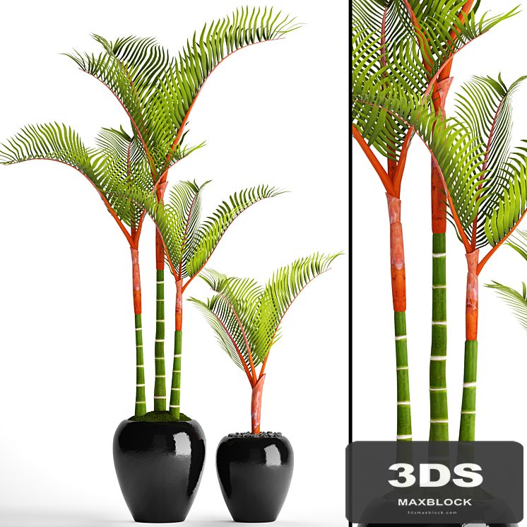 Cyrtostachys, dipsis, palm tree, pot, flowerpot, interior, exotic, outdoor