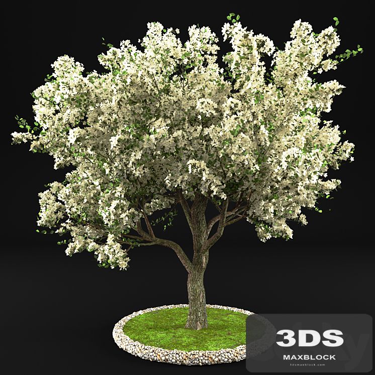 Flowering Apple Tree