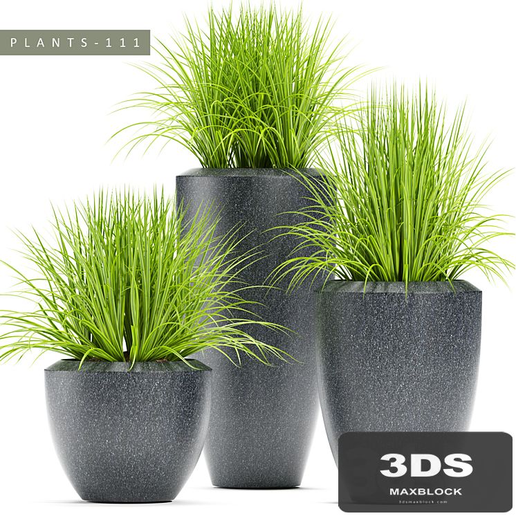 PLANTS 111