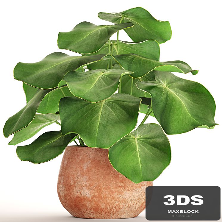 Tropical potted plant, flower, flowerpot, small plant, clinker, clay