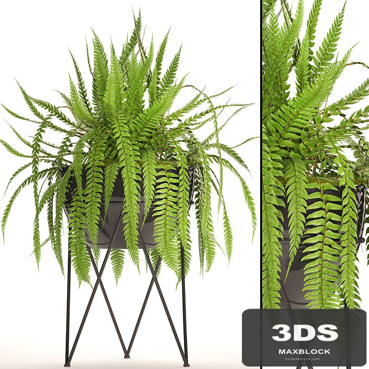 Fern in the pot. fern, flower stand, flower, pot, flowerpot, office plants