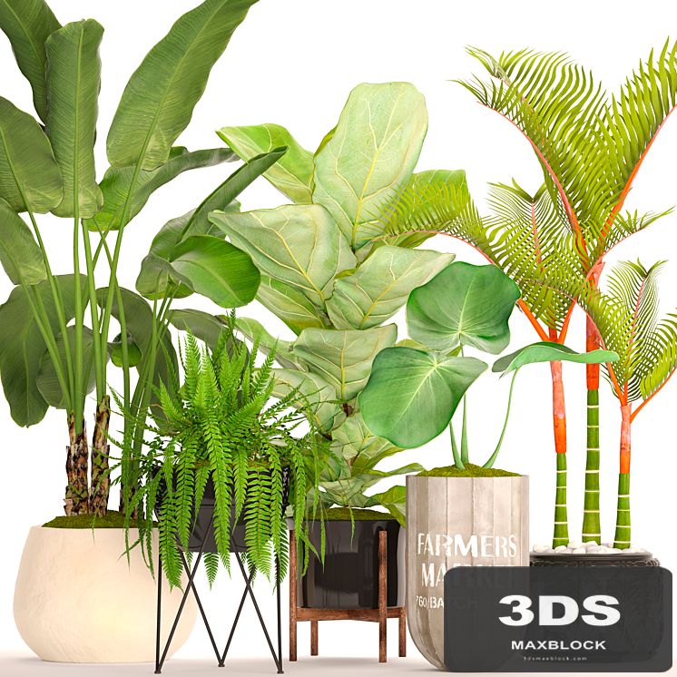 A collection of plants in pots. 48. Tropical Plants, Banana Palm, Fern, Lyre Ficus, Banana Palm, Fern, Concrete Pot, Flowerpot, Dipsis, Bush