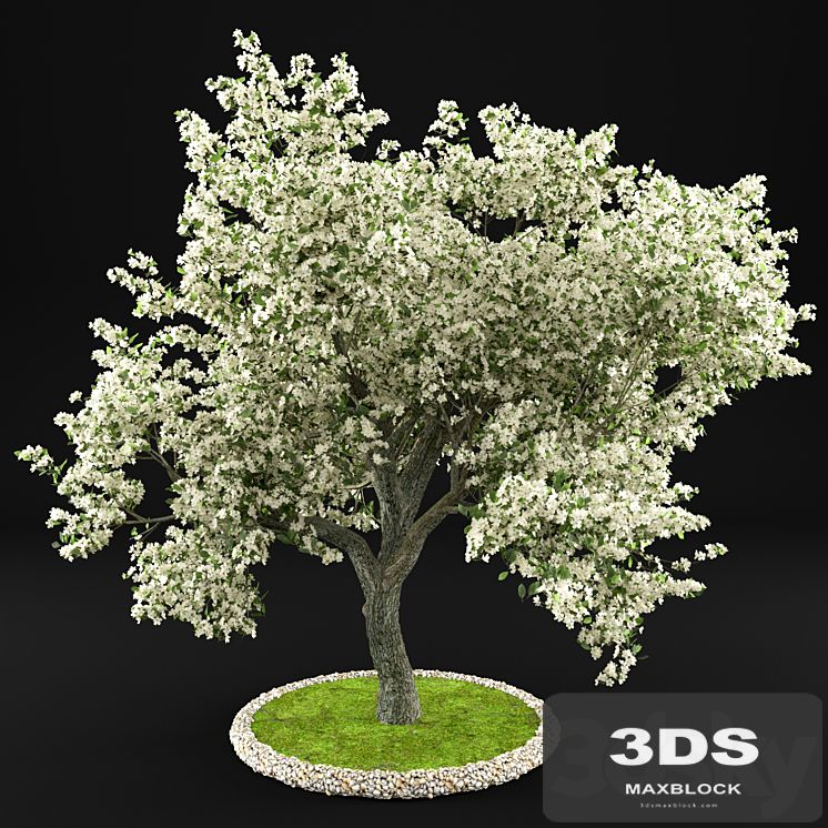 Flowering Apple Tree