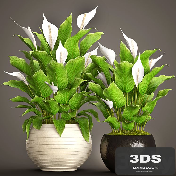 A collection of plants in pots. 50.  Spathiphyllum, Spathiphyllum, white flowers, office plants, pot, flowerpot, decorative, interior, cache-pot